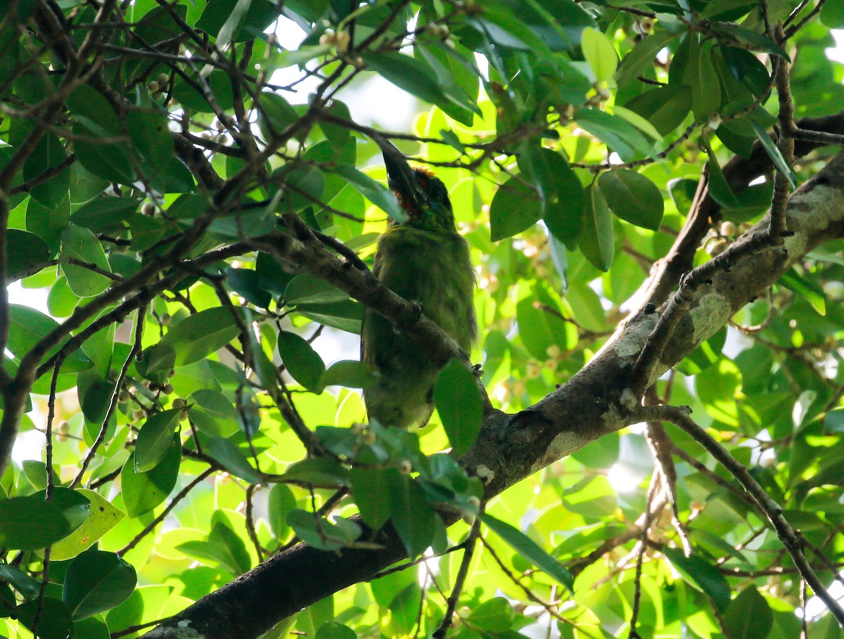 Red-throated Barbet - ML116072301