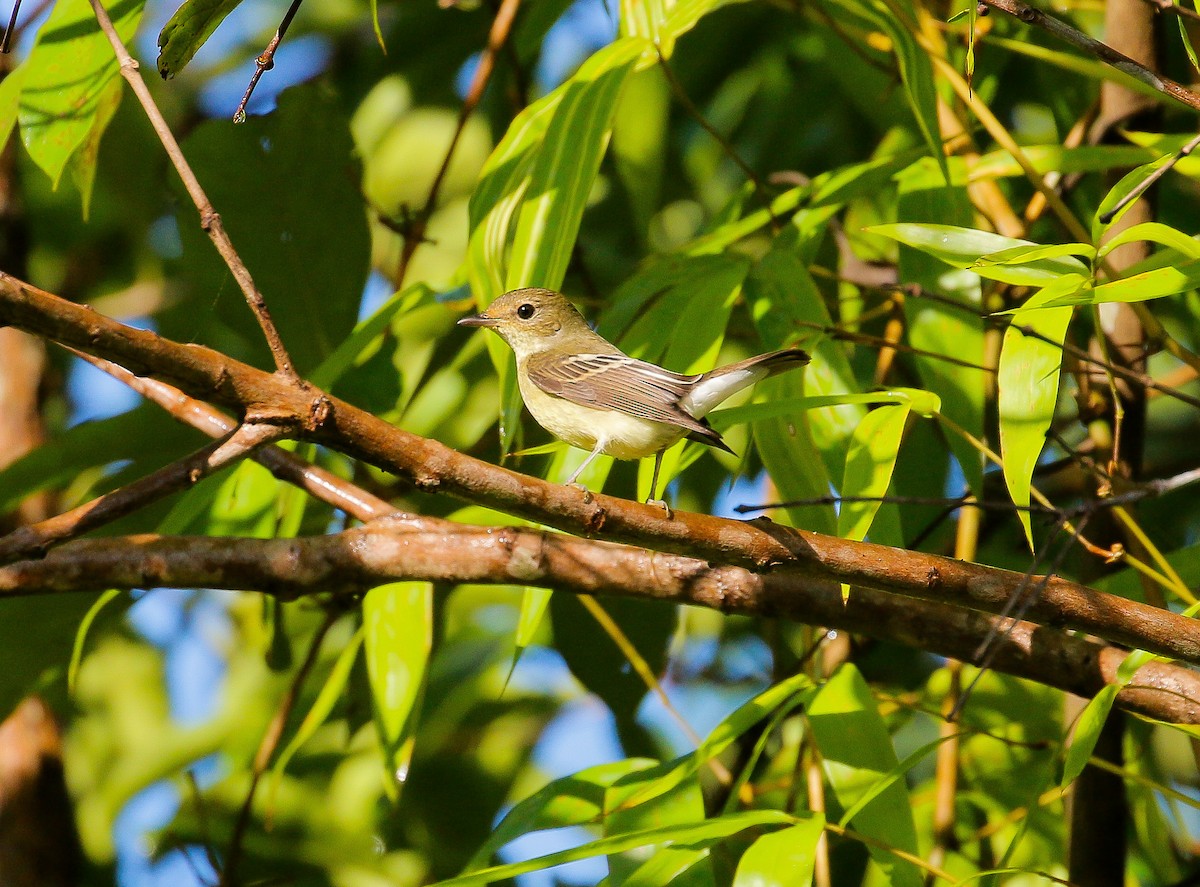 Yellow-rumped Flycatcher - Neoh Hor Kee