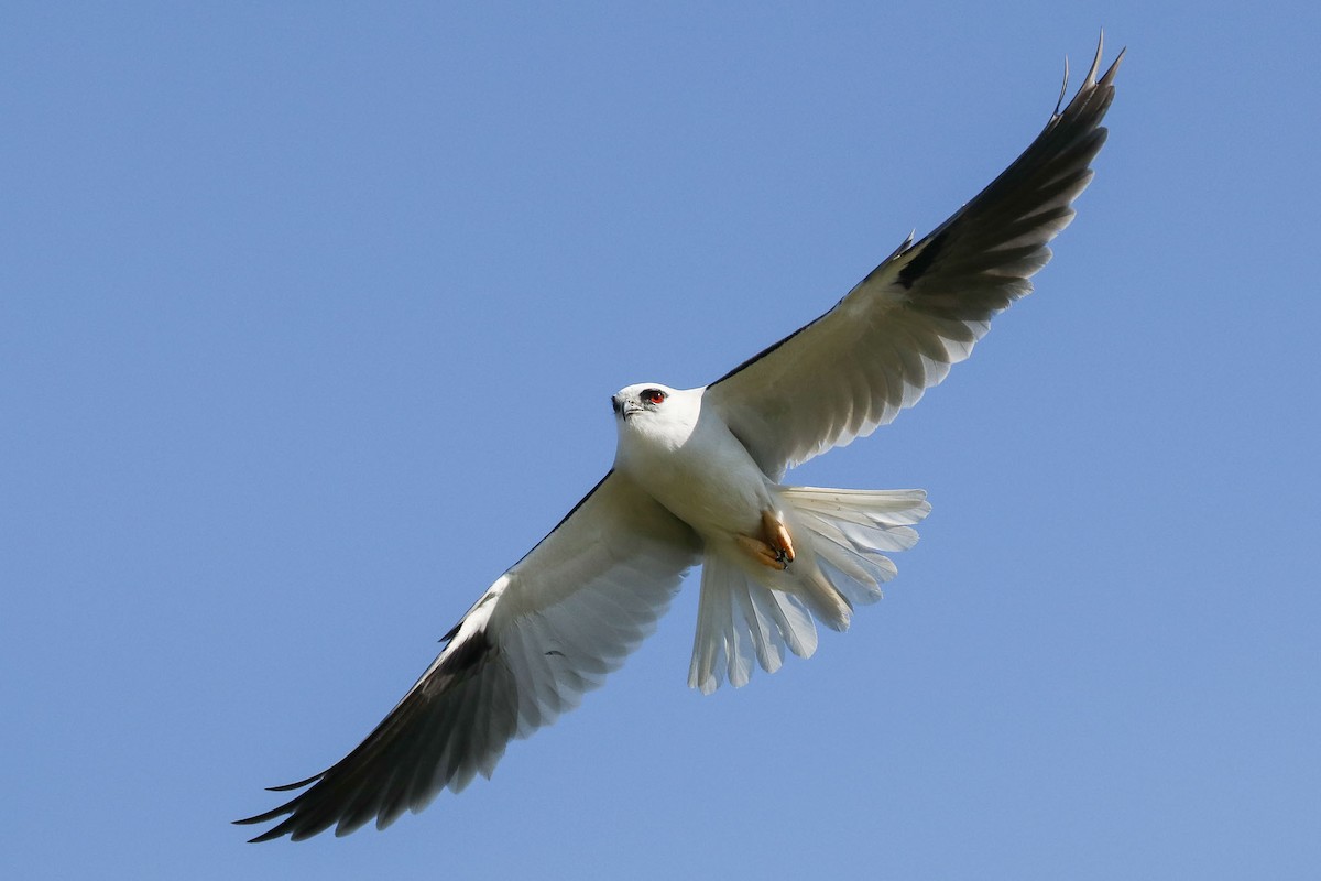 Black-shouldered Kite - ML116073421