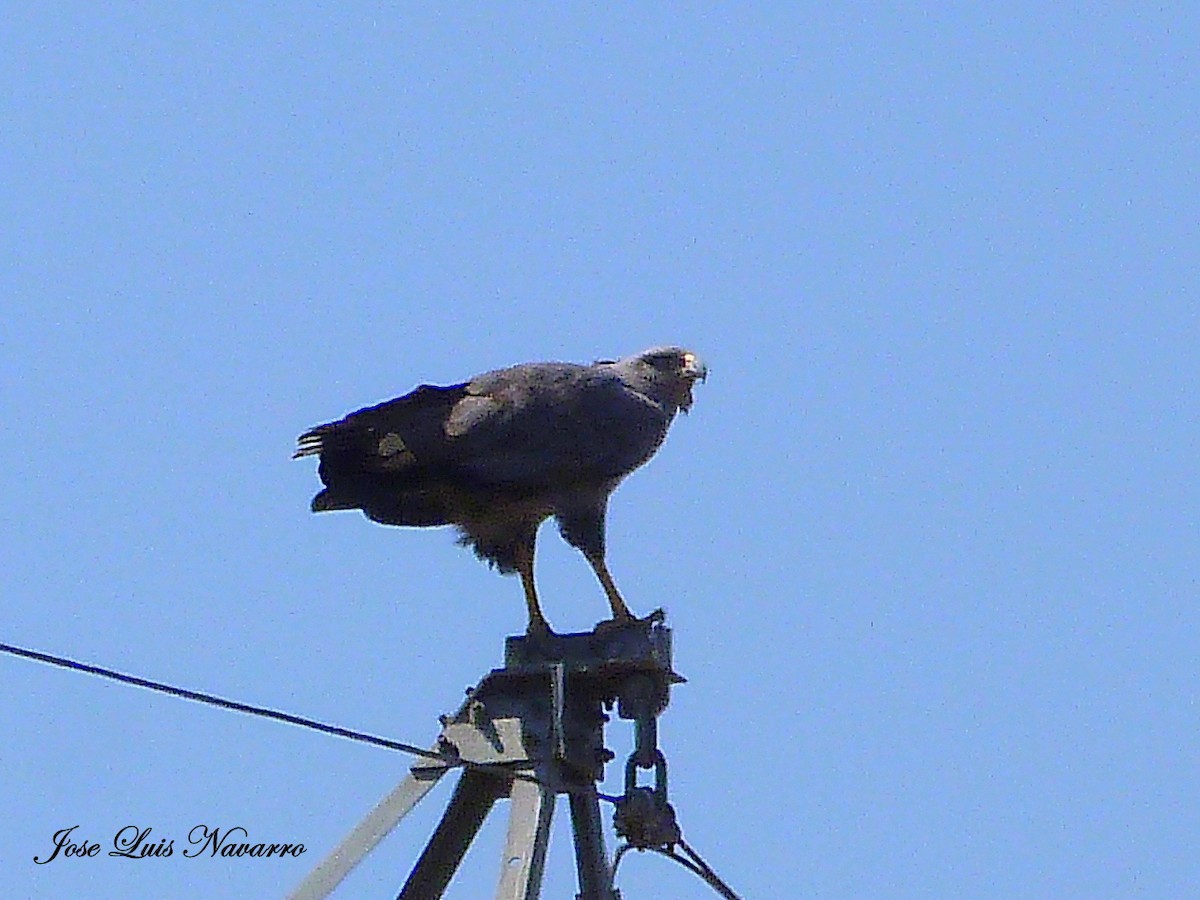 Chaco Eagle - ML116073821