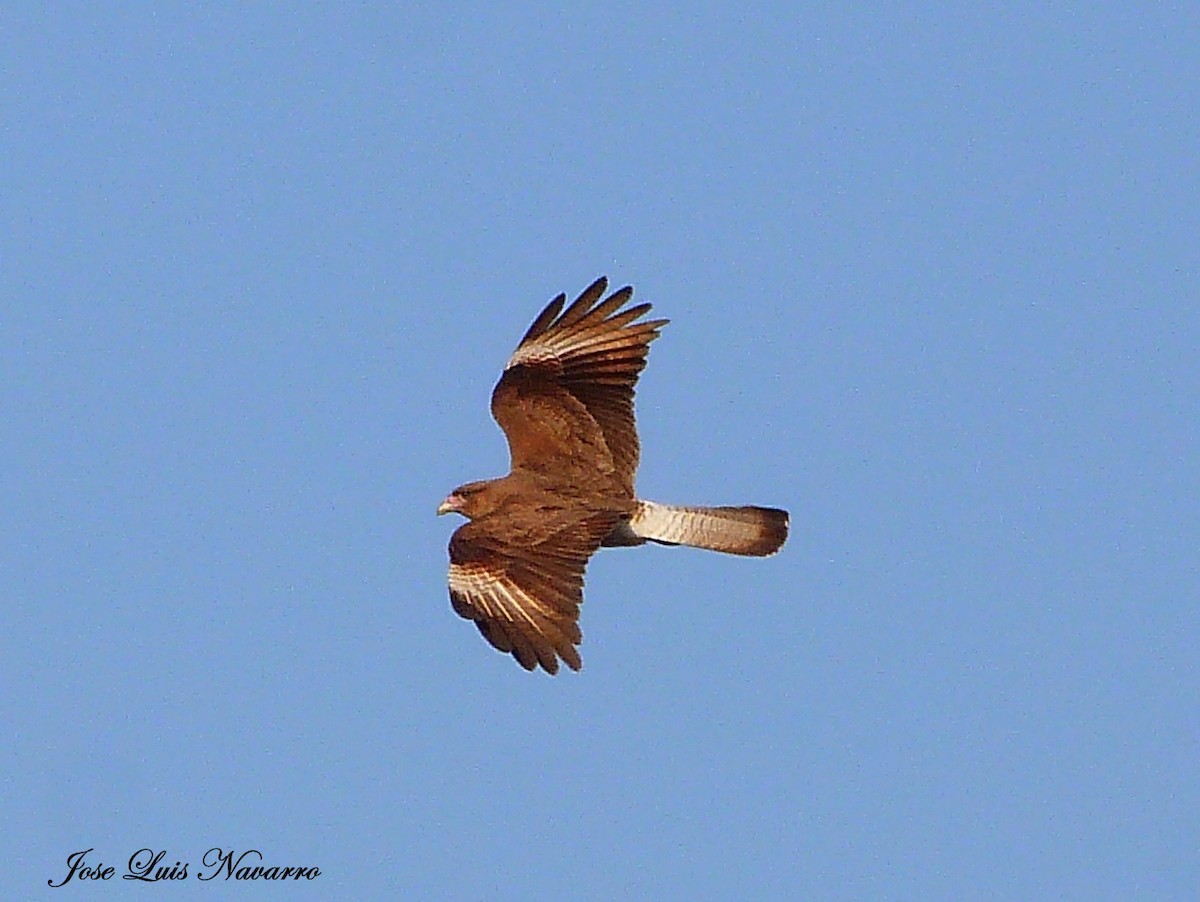 Chimango Caracara - ML116073871