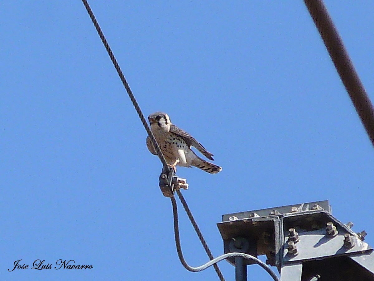 American Kestrel - ML116073881