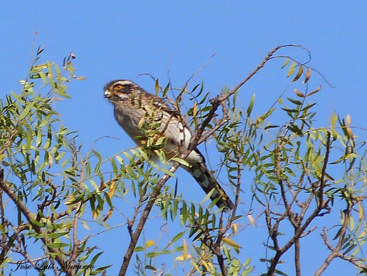 Spot-winged Falconet - ML116073891