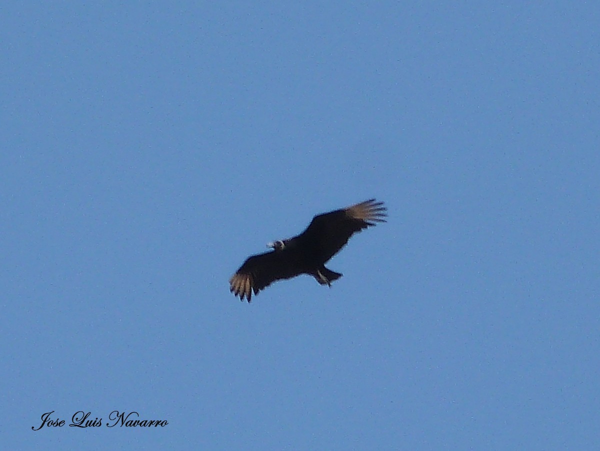 Black Vulture - ML116073921