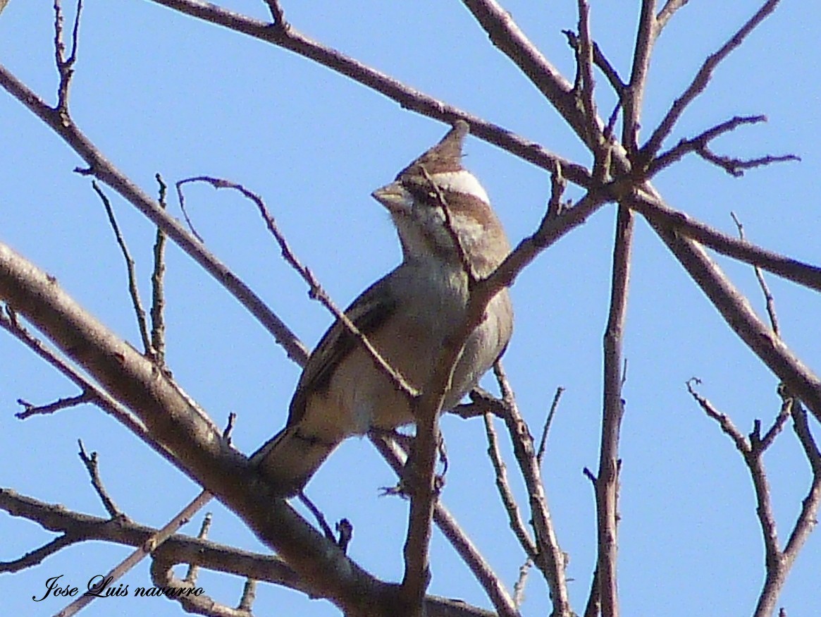 Black-crested Finch - ML116073941