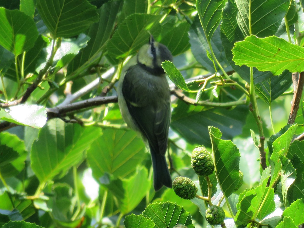 Eurasian Blue Tit - ML116074231