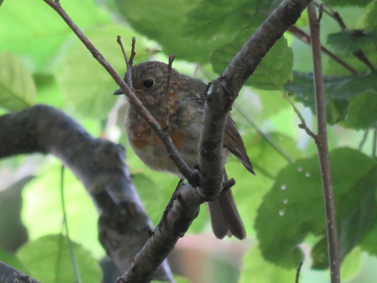 European Robin - ML116074301