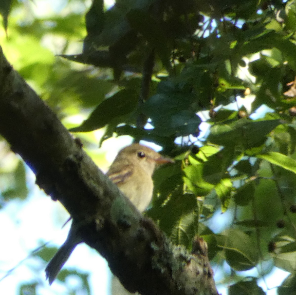 Acadian Flycatcher - Elizabeth Williams