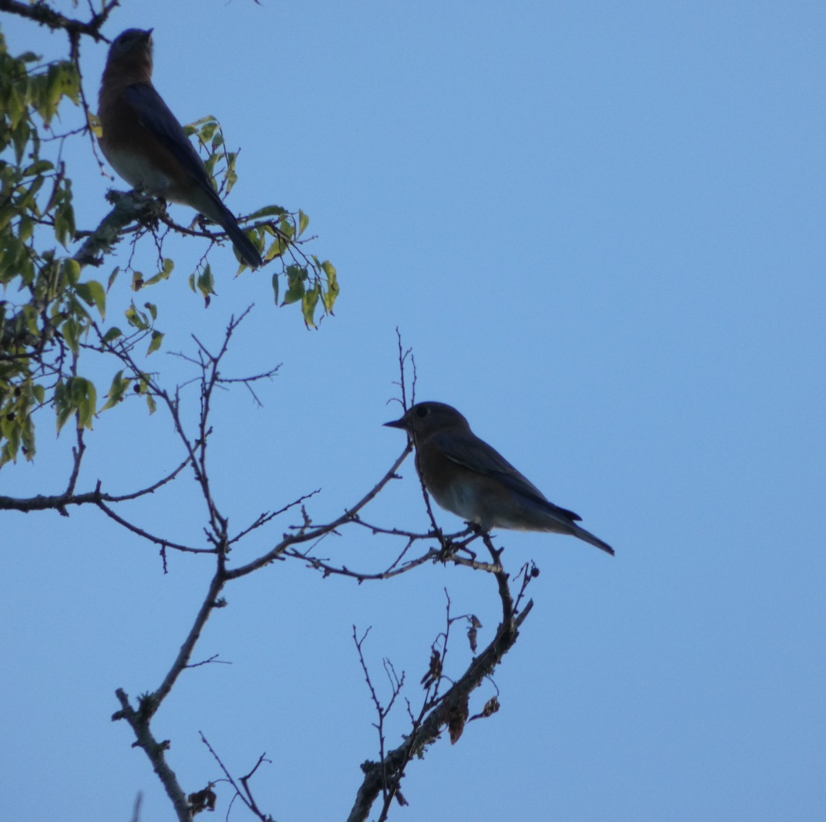 Eastern Bluebird - ML116077801