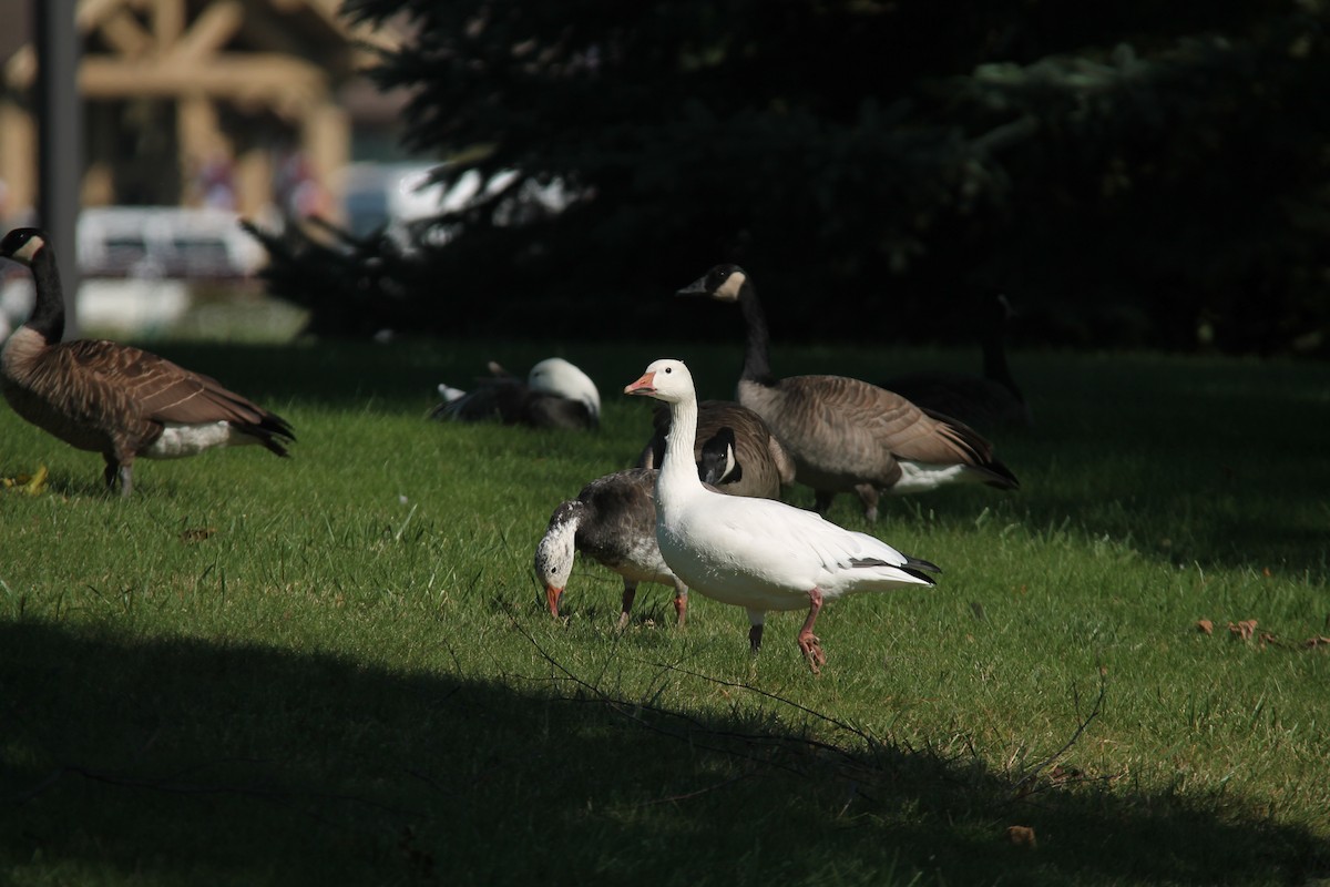 Snow Goose - ML116077951