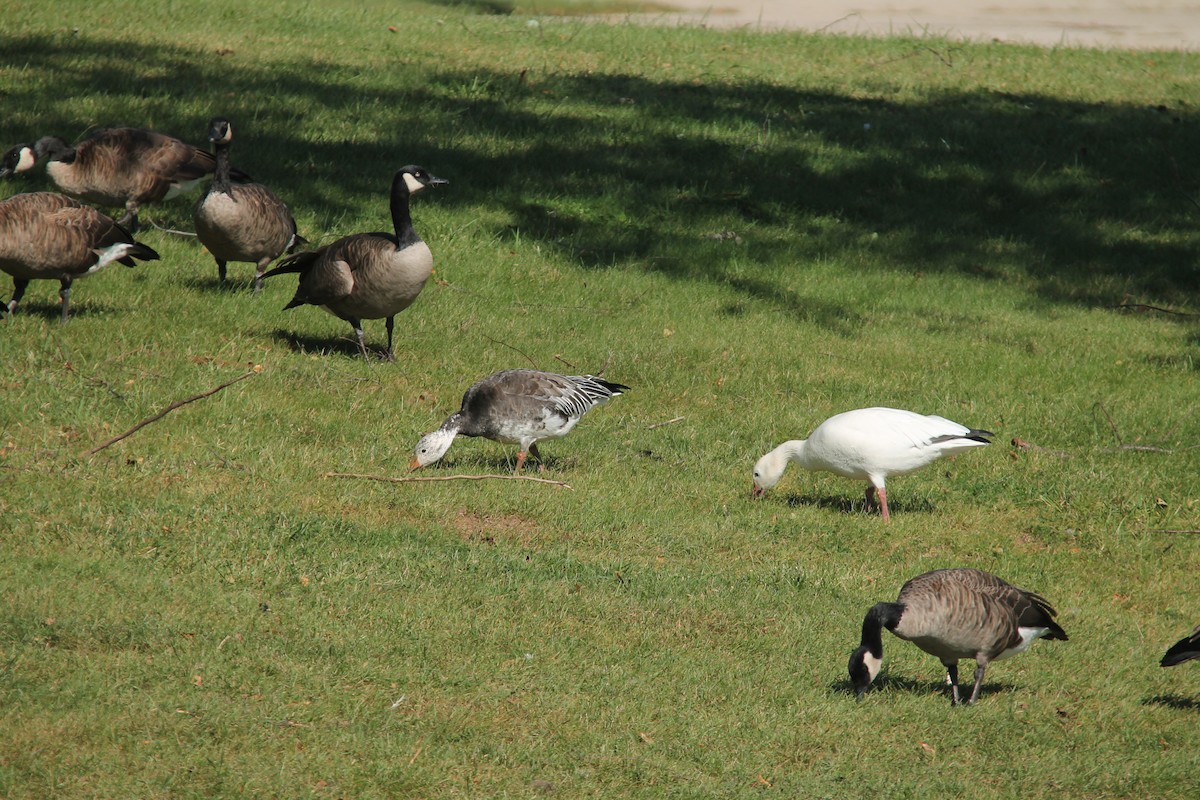 Snow Goose - ML116077961