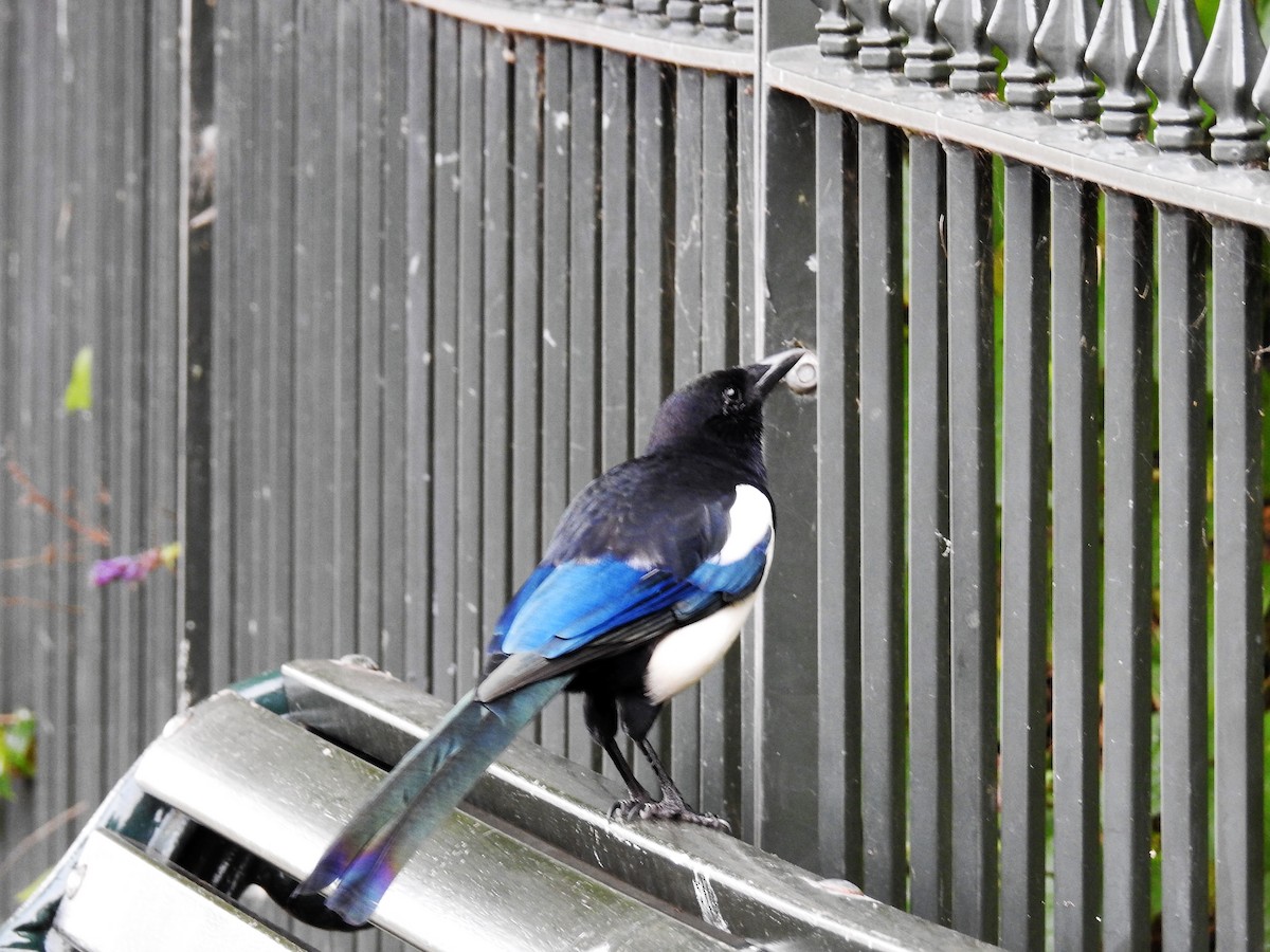 Eurasian Magpie - ML116078281