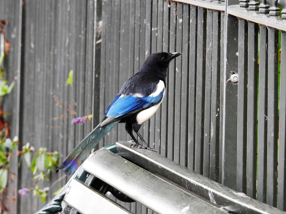 Eurasian Magpie - ML116078291