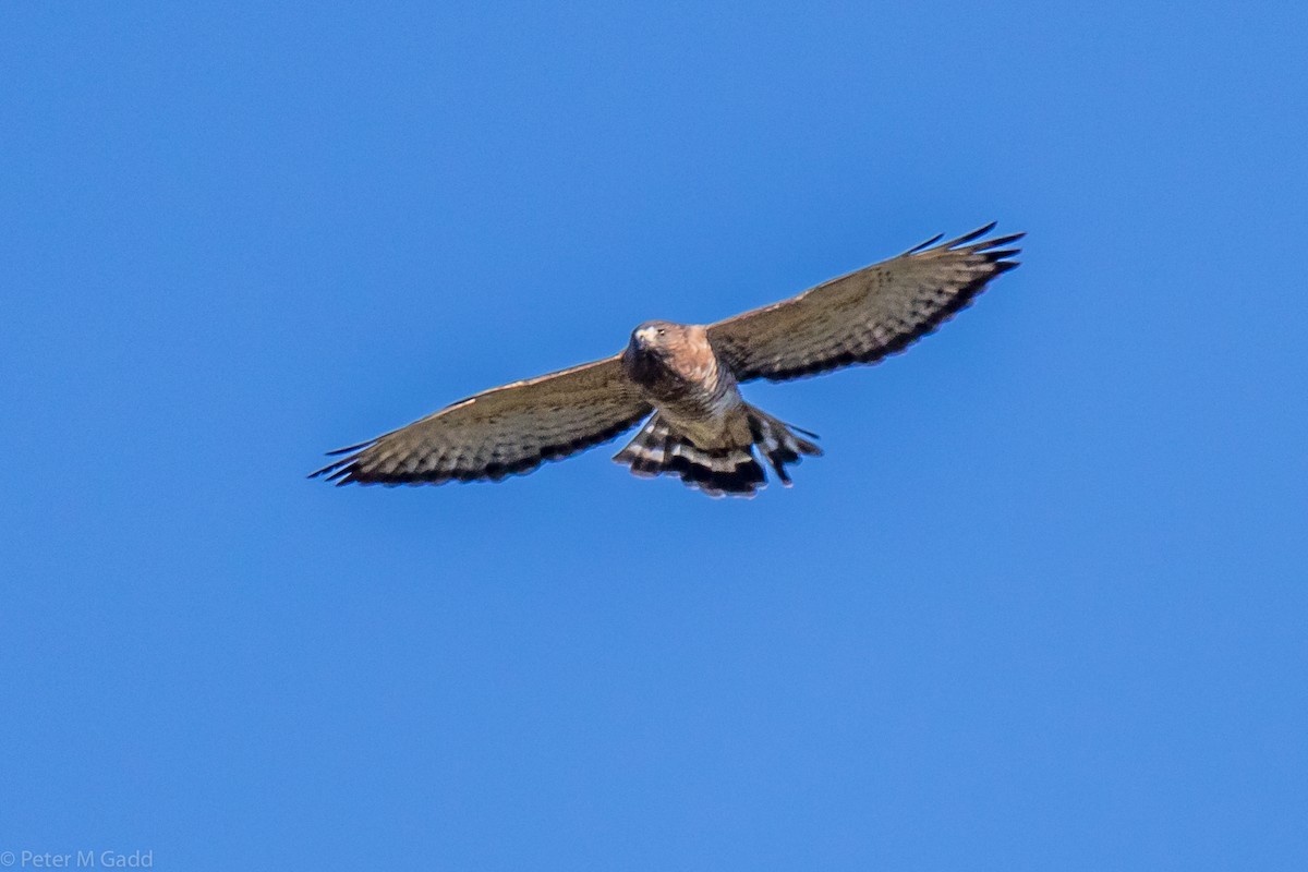 Broad-winged Hawk - ML116078381