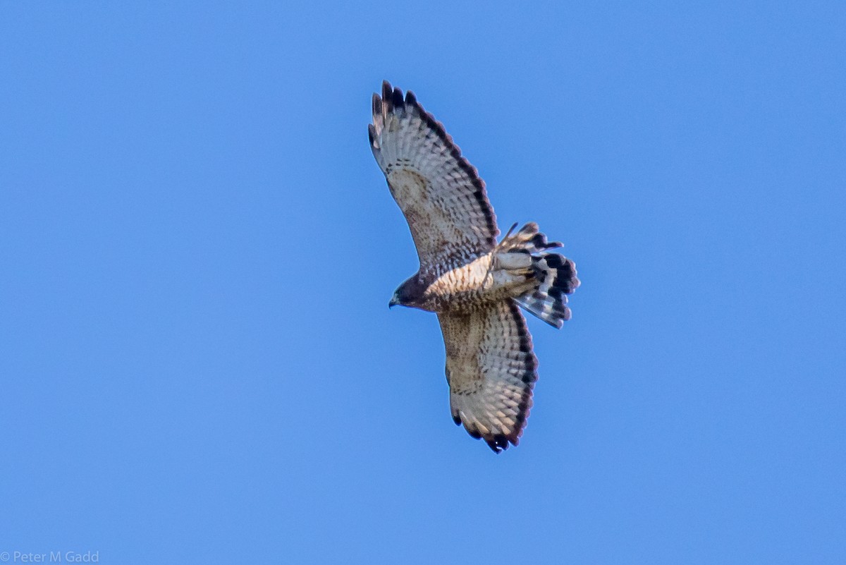 Broad-winged Hawk - ML116078391