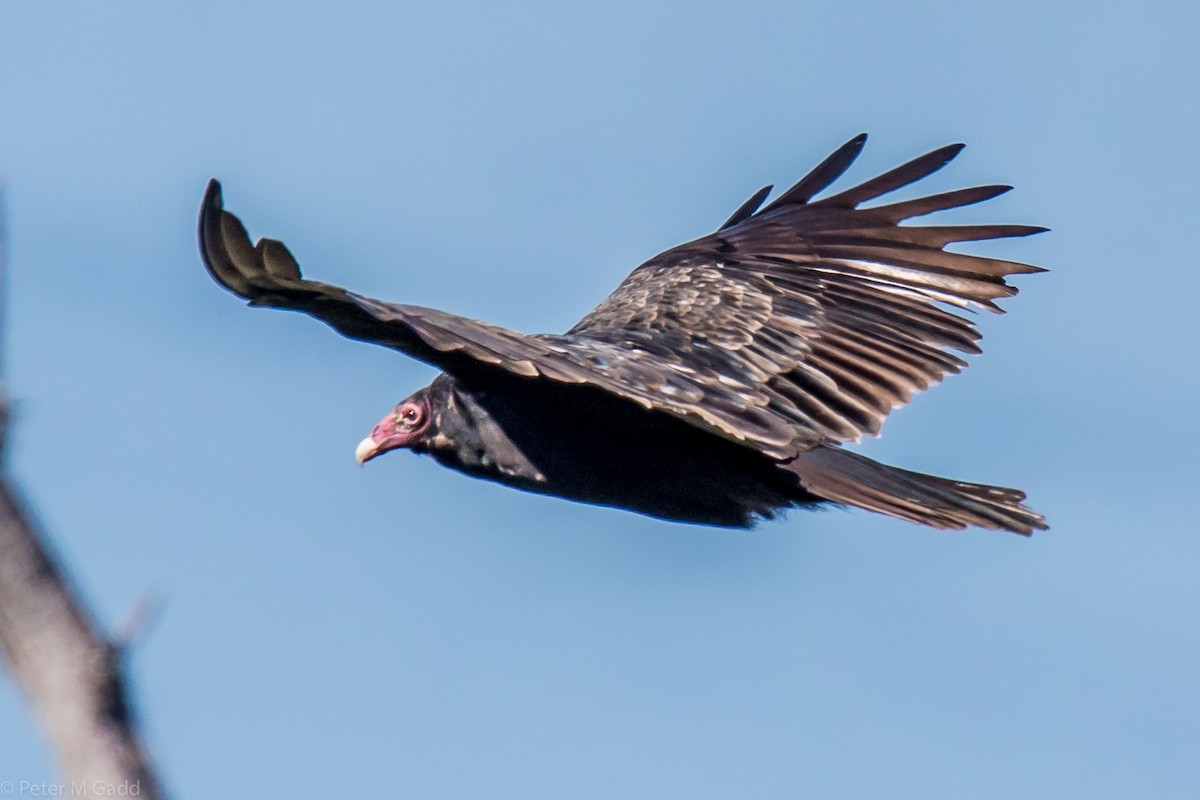 Urubu à tête rouge - ML116078431