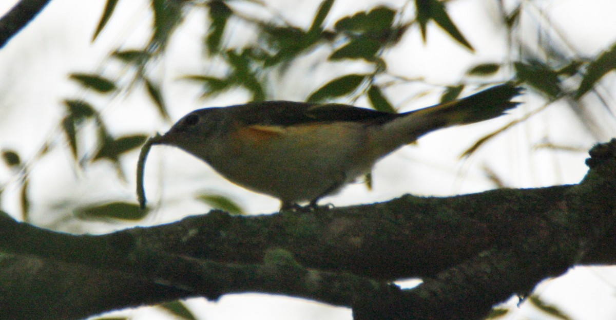 American Redstart - Gerald Teig