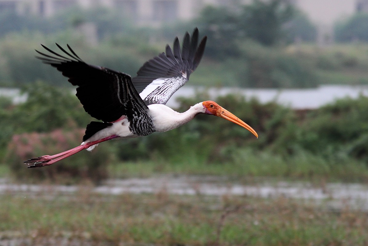 Painted Stork - ML116079721