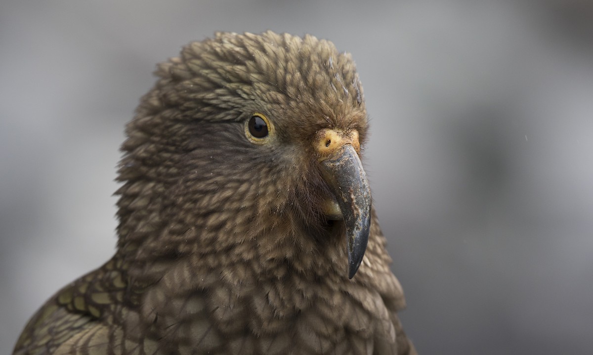 Kea - ML116081131