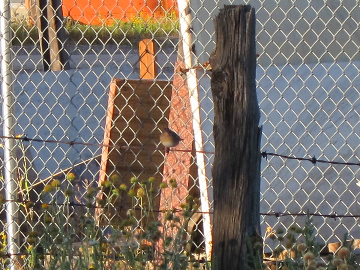 Grasshopper Sparrow - ML116082921