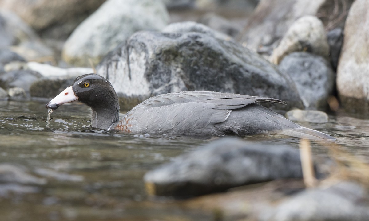 Blue Duck - ML116083091