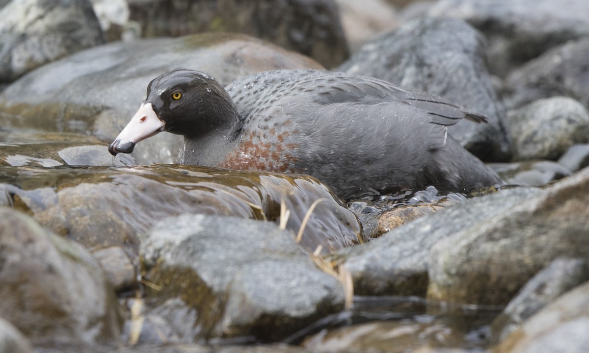 Canard bleu - ML116083111