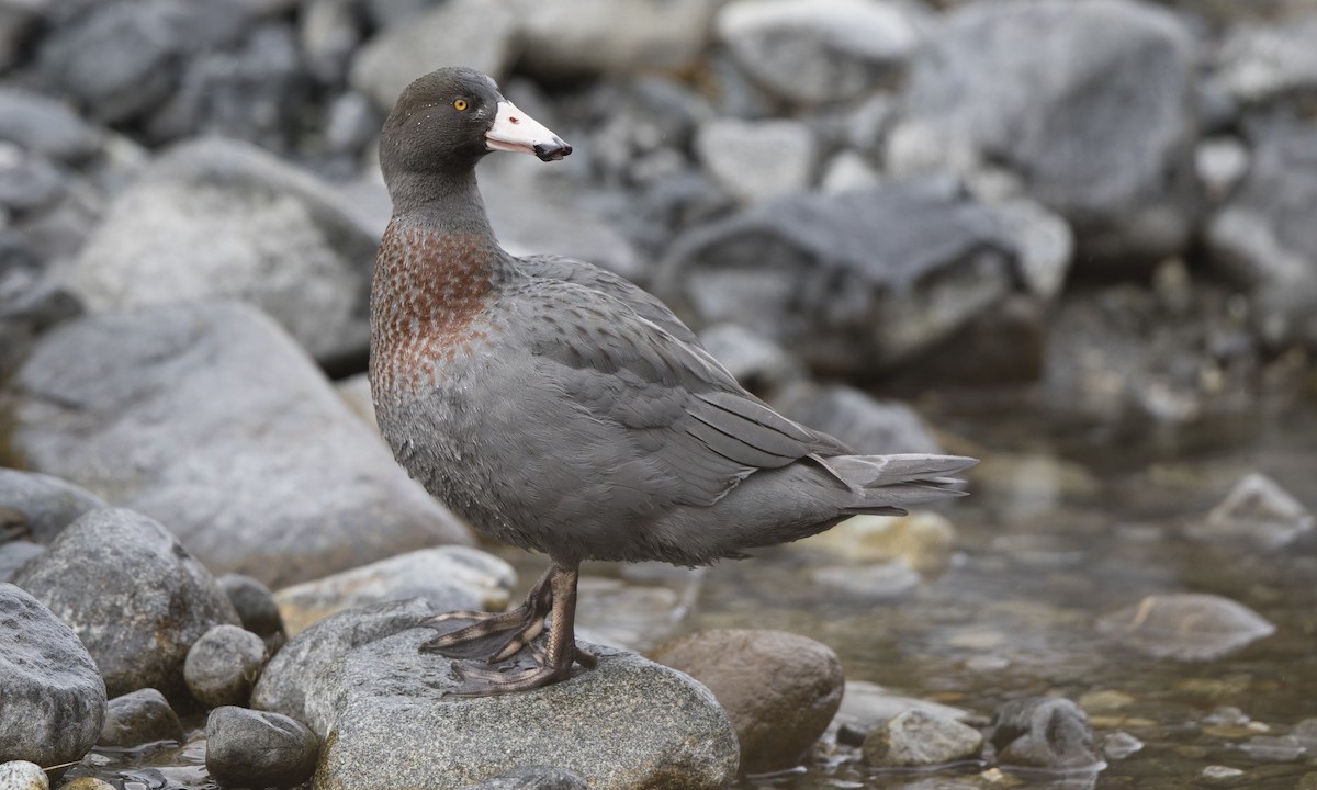 Blue Duck - ML116083401