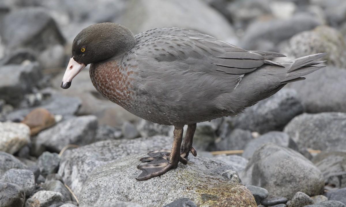 Blue Duck - ML116083441