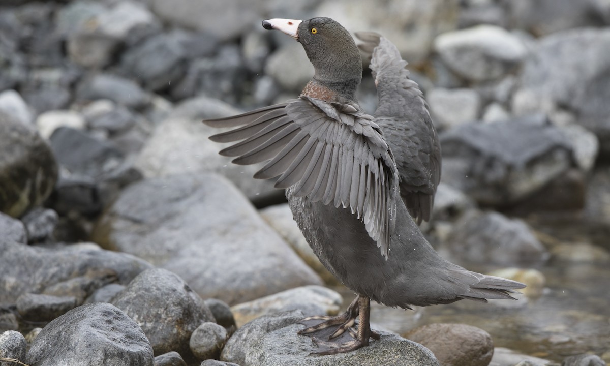 Pato Azul - ML116083541