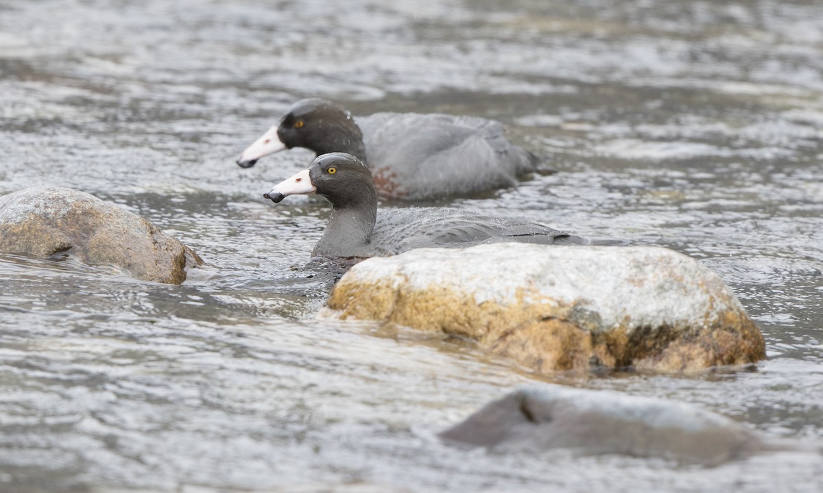 Blue Duck - ML116083901