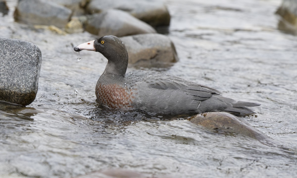 Canard bleu - ML116084221