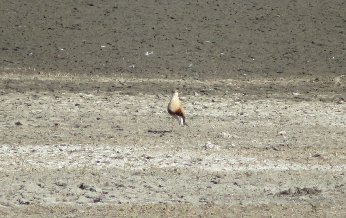 Australian Pratincole - ML116084391