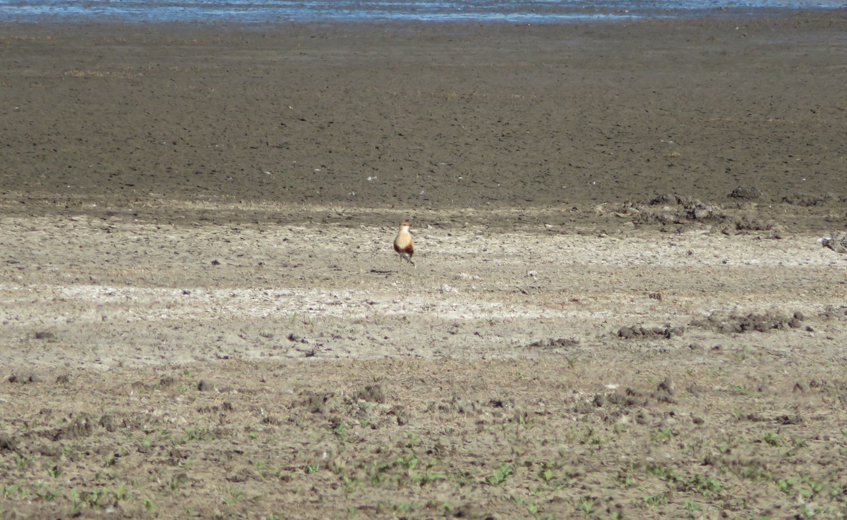 Australian Pratincole - ML116084441