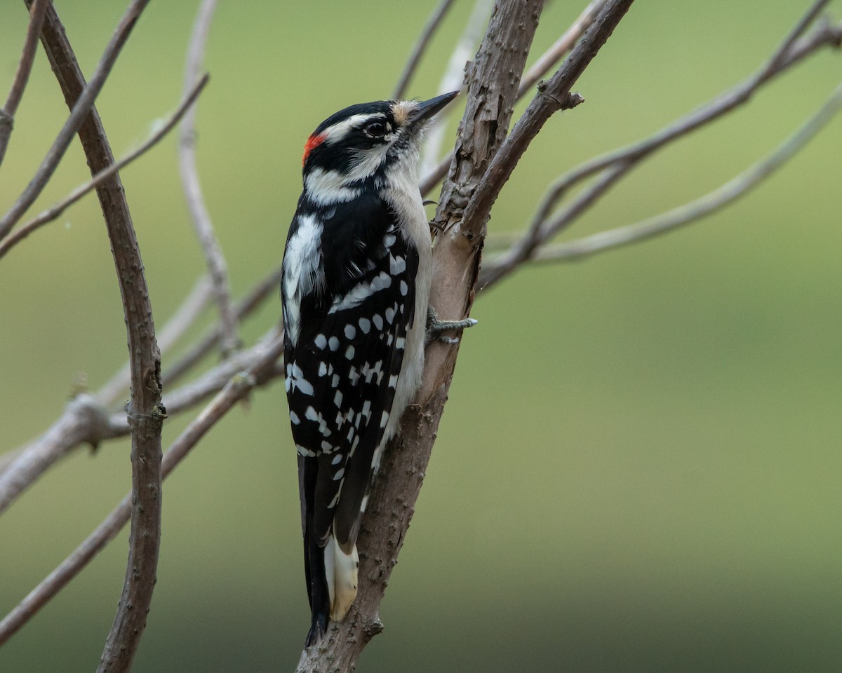 Downy Woodpecker - ML116087851