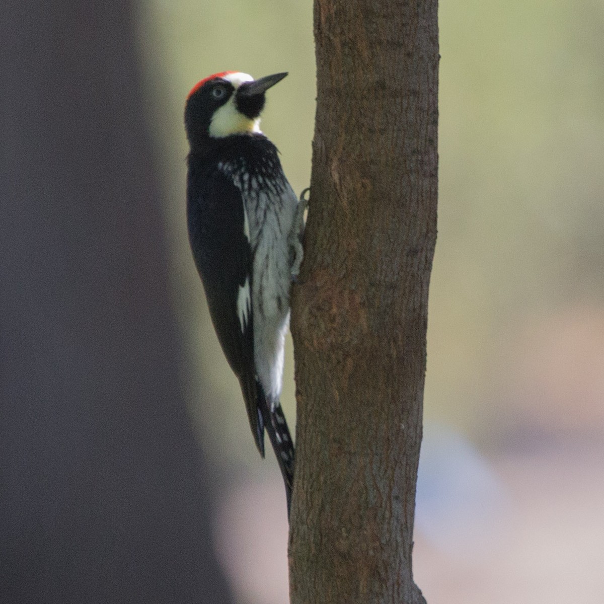 Acorn Woodpecker - Lindy Fung
