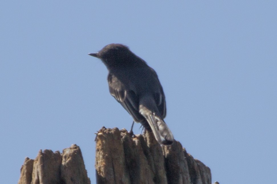 Black Phoebe - Lindy Fung