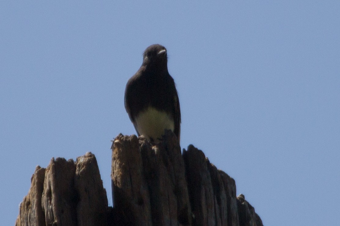 Black Phoebe - Lindy Fung