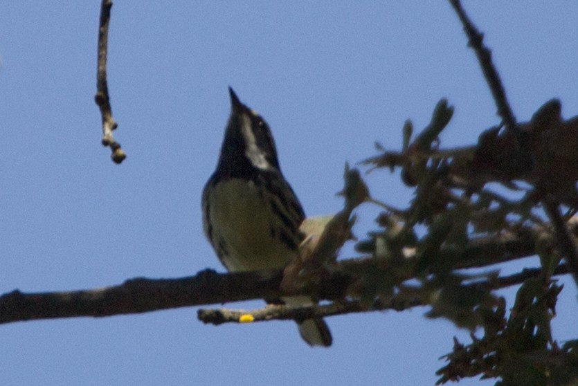 Black-throated Gray Warbler - ML116090201