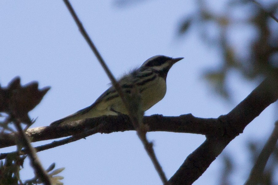 Black-throated Gray Warbler - Lindy Fung
