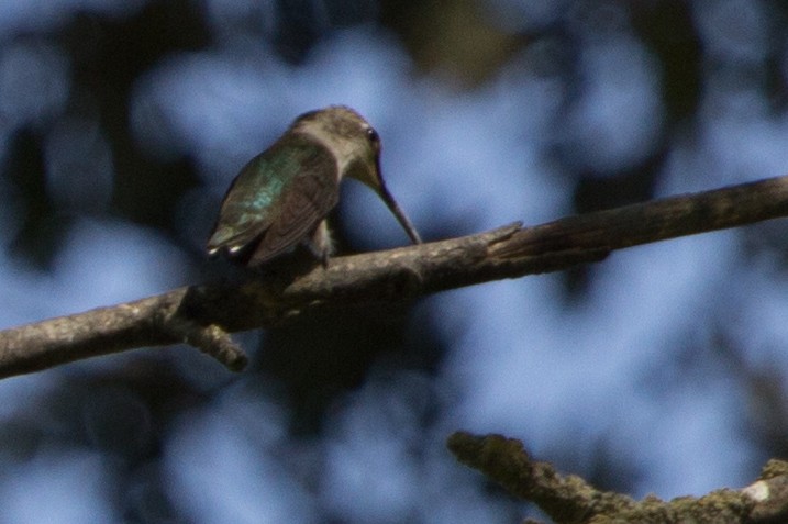 Black-chinned Hummingbird - Lindy Fung