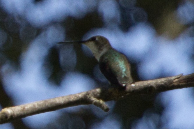 Black-chinned Hummingbird - Lindy Fung