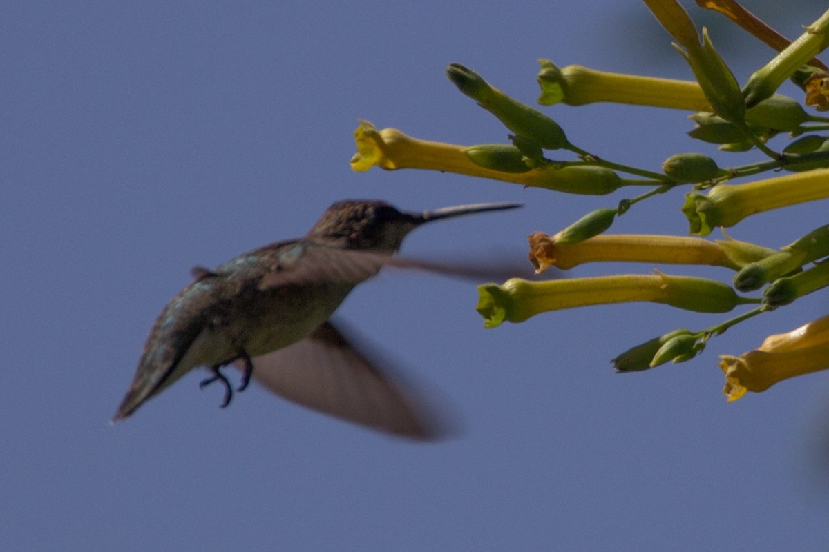 Kara Boğazlı Kolibri - ML116090301