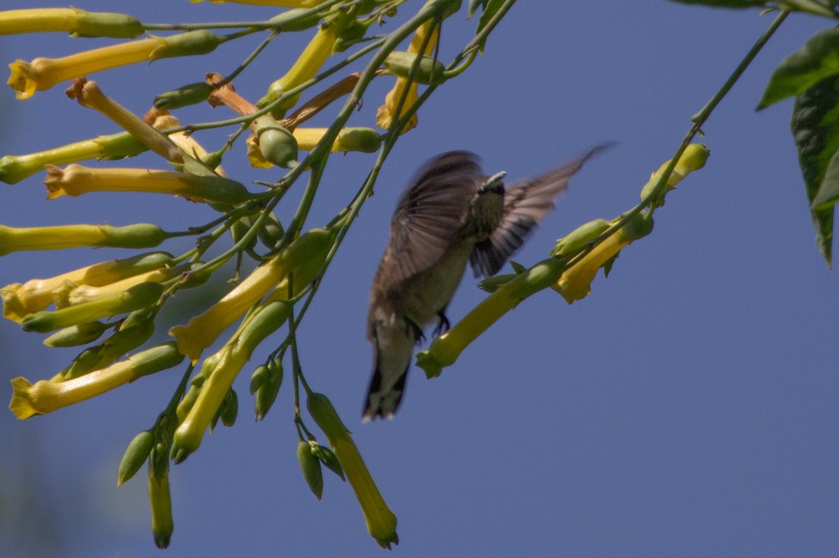 Black-chinned Hummingbird - Lindy Fung