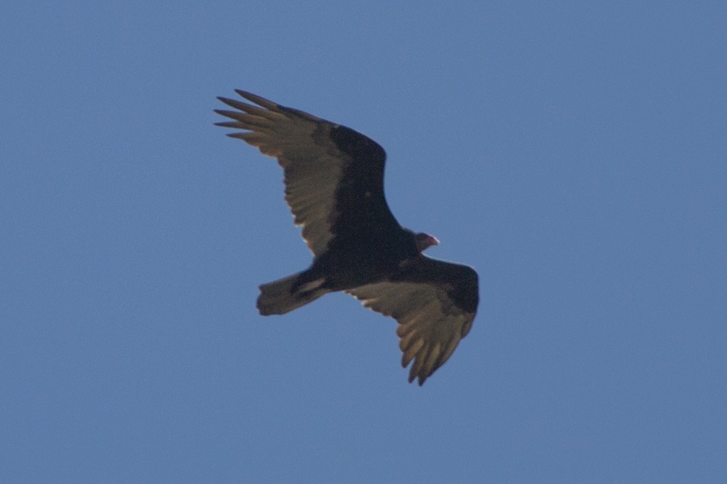 Turkey Vulture - Lindy Fung