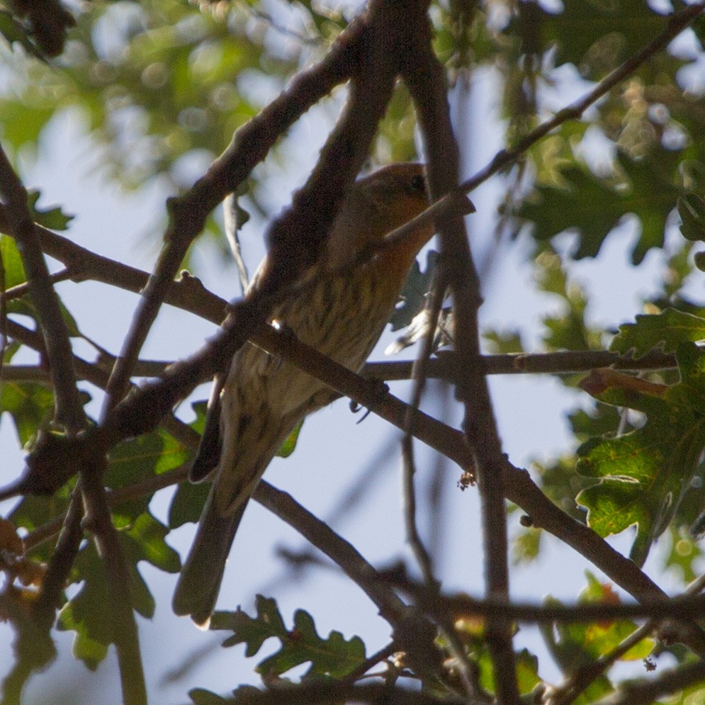 House Finch - ML116090341