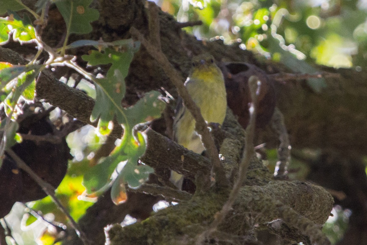 Lesser Goldfinch - ML116090361