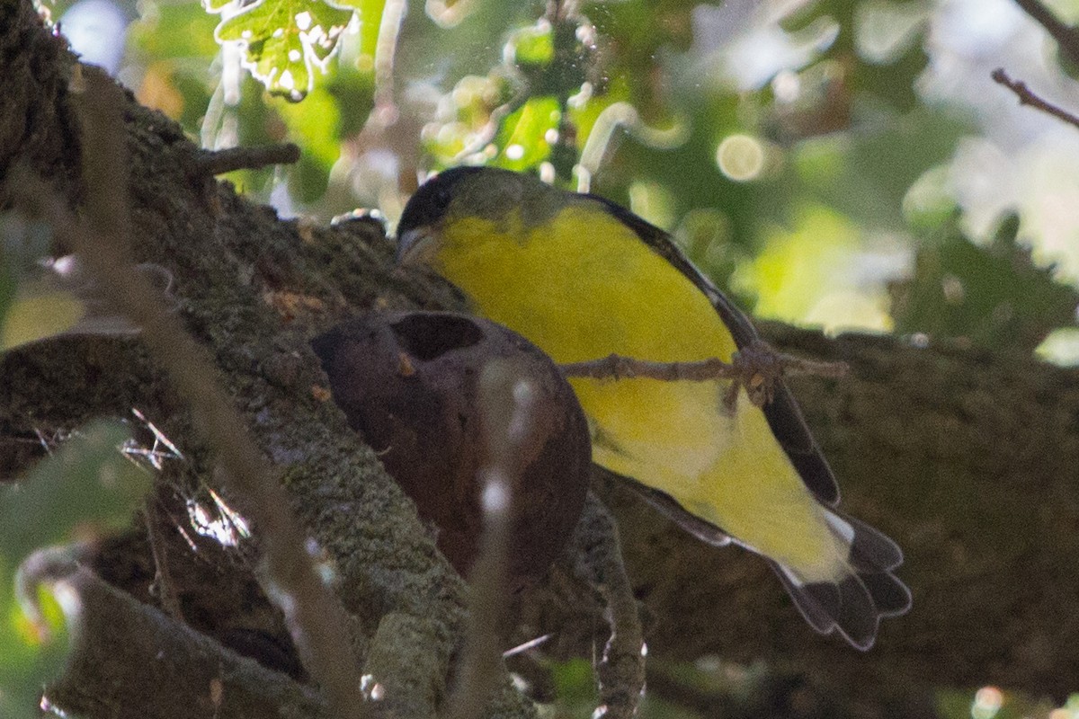 Lesser Goldfinch - Lindy Fung