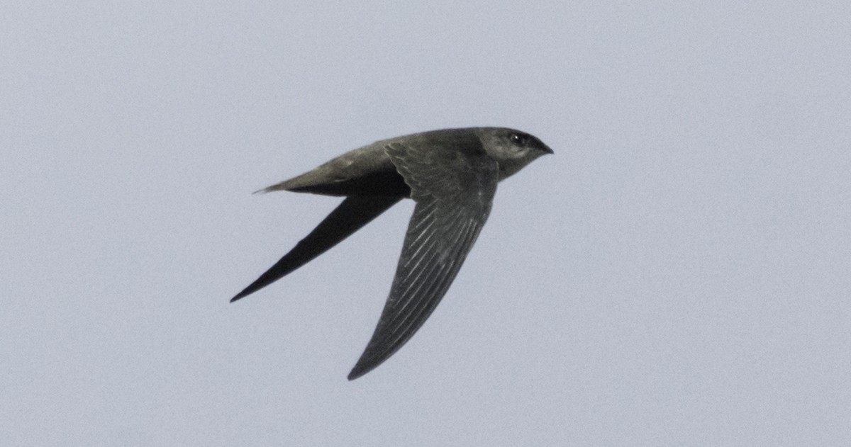 Chimney Swift - ML116092441