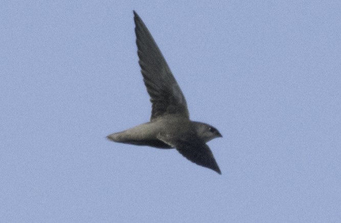 Chimney Swift - ML116092451