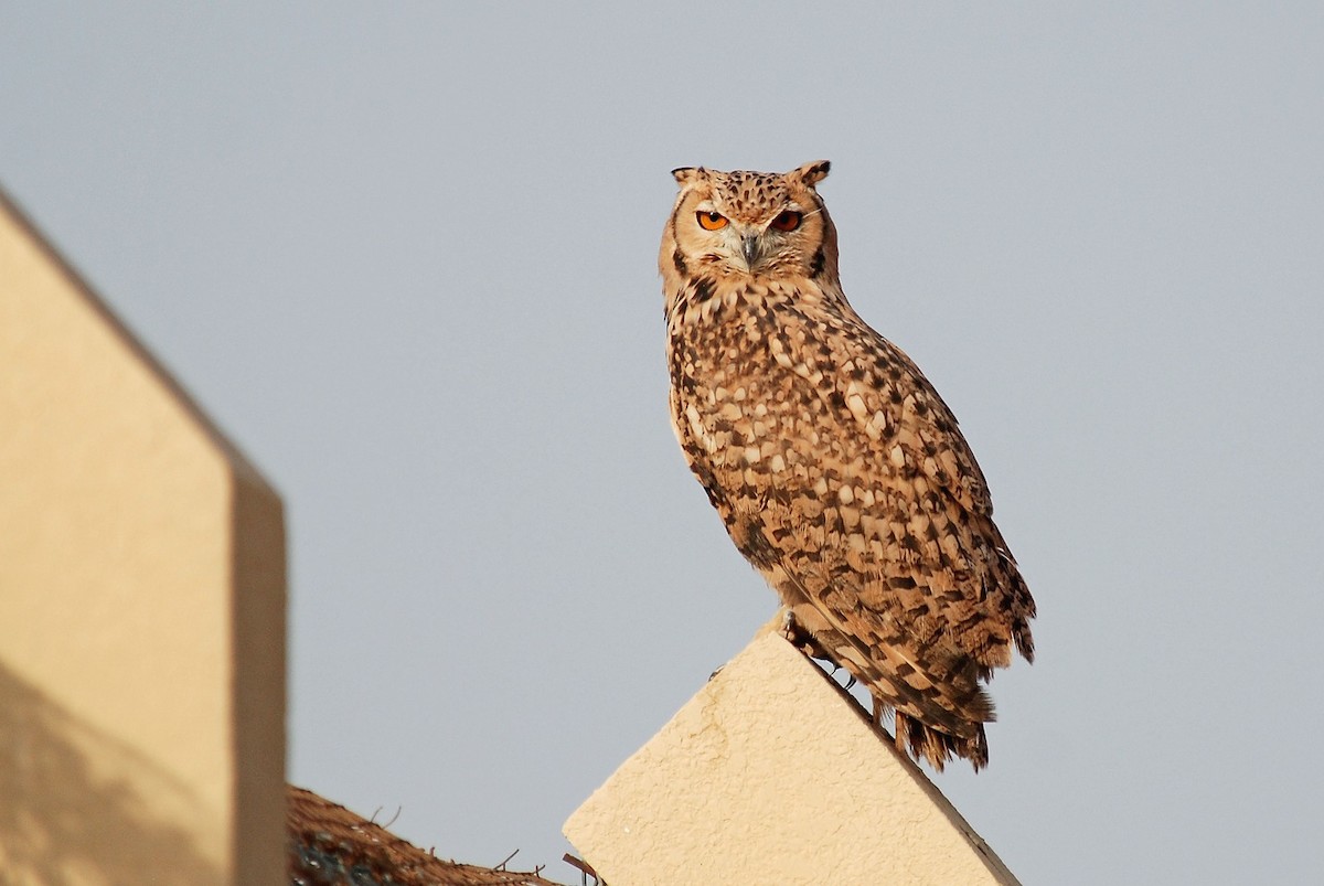 Pharaoh Eagle-Owl - ML116092921